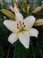 [5116 Champion Diamond DJ No01.JPG]